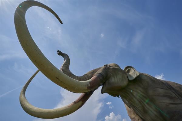 Bild: Hacker betreiben „Mammutjagd” auf Online-Marktplätzen