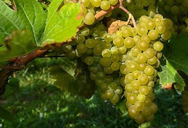 Bild: Österreich beim Bio-Weinbau in der Weltspitze
