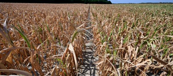Bild: Klimawandel macht Umbau des ganzen Ernährungssystems nötig