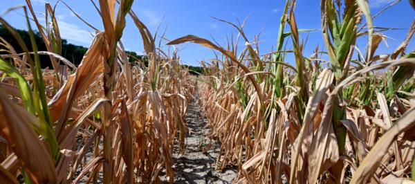 Bild: OeNB: Inflation durch Rekordhitze um 0,1 Prozentpunkt höher