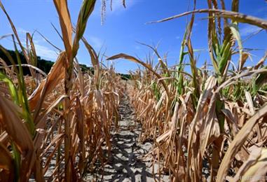 Bild: Frankreich befürchtet nach Extremsommer Ernteeinbußen