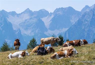 Bild: Urlaub in Österreich heuer stärker gefragt