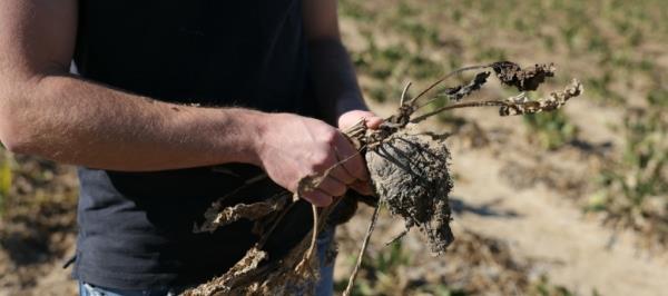 Bild: Hitzesommer kostet EU-Landwirte bis zu 17 Milliarden Euro
